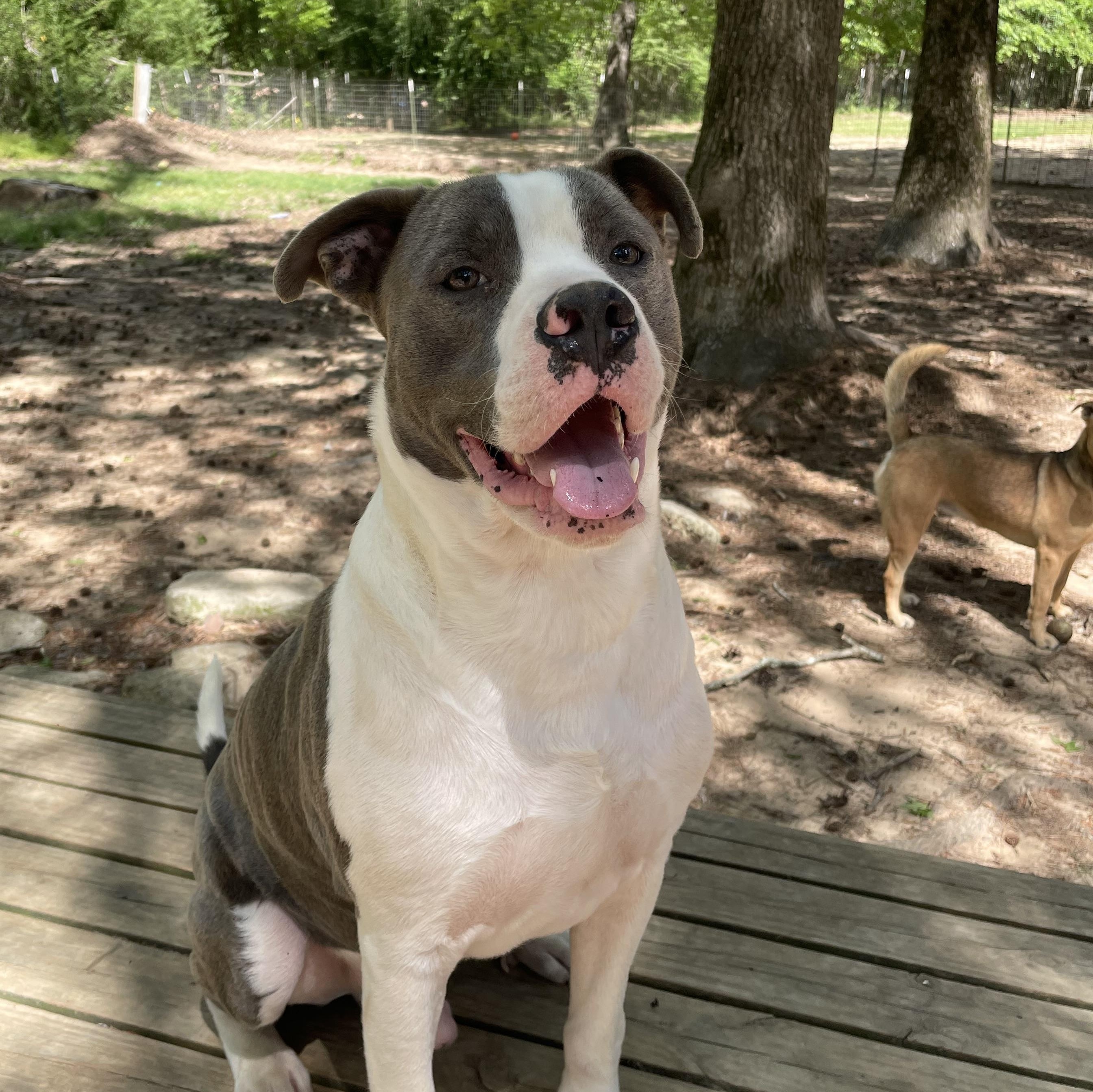 Odin, Adoptable, Young Male Pit Bull Terrier.