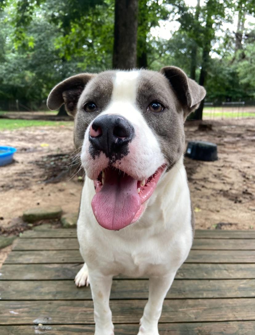 Odin, a Adoptable Pit Bull Terrier in Ruston, LA image 1/6