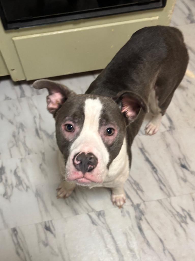 Odin, Adoptable, Young Male Pit Bull Terrier.