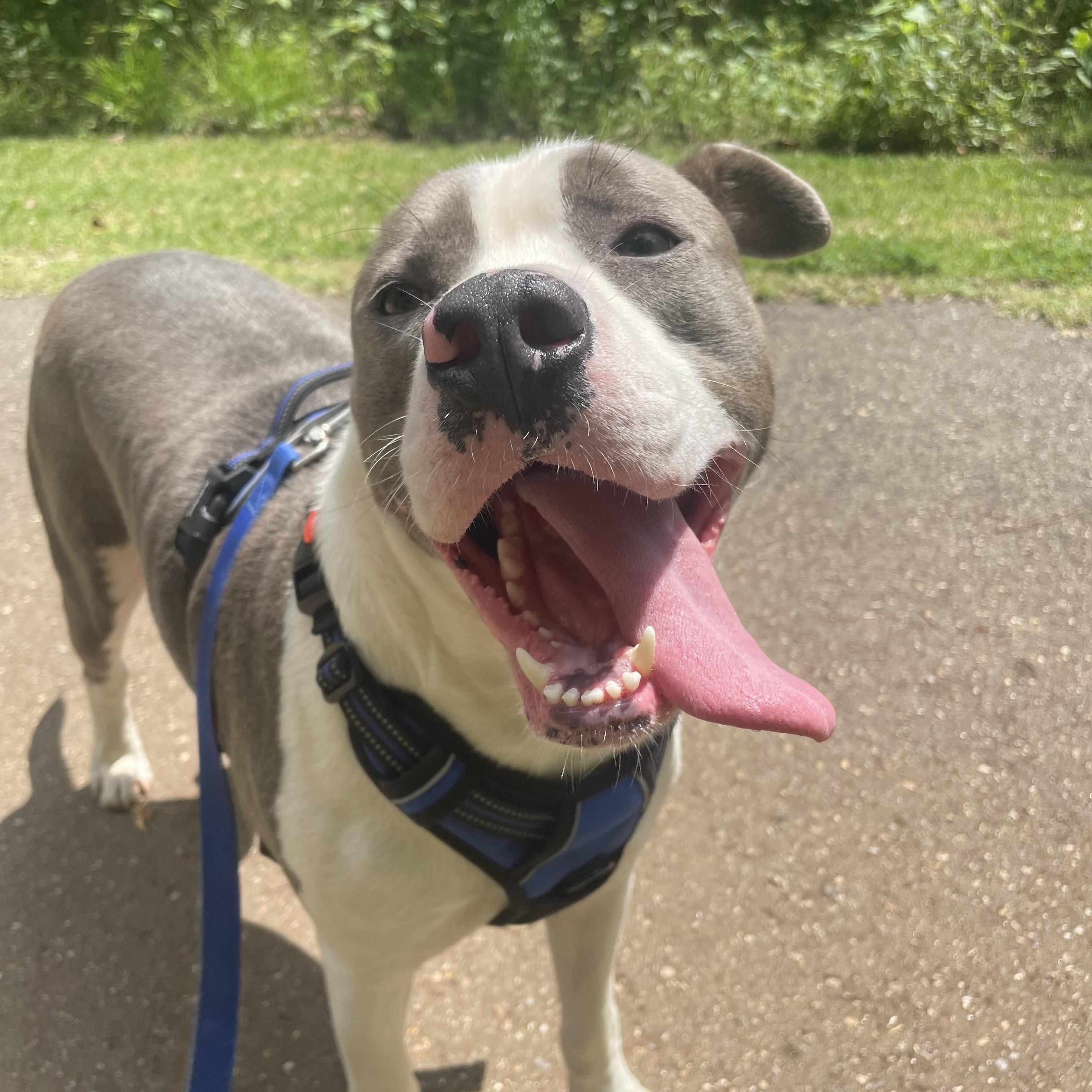 Enlarge Odin, a Adoptable Pit Bull Terrier in Ruston, LA image 1/6