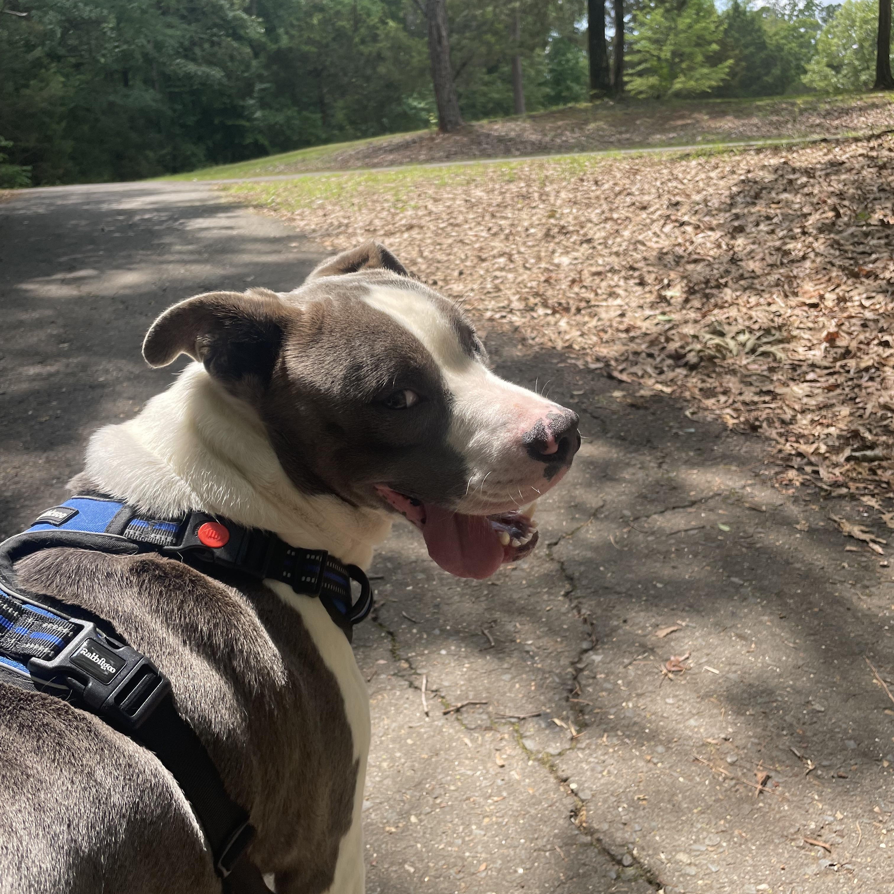 Enlarge Odin, a Adoptable Pit Bull Terrier in Ruston, LA image 2/6