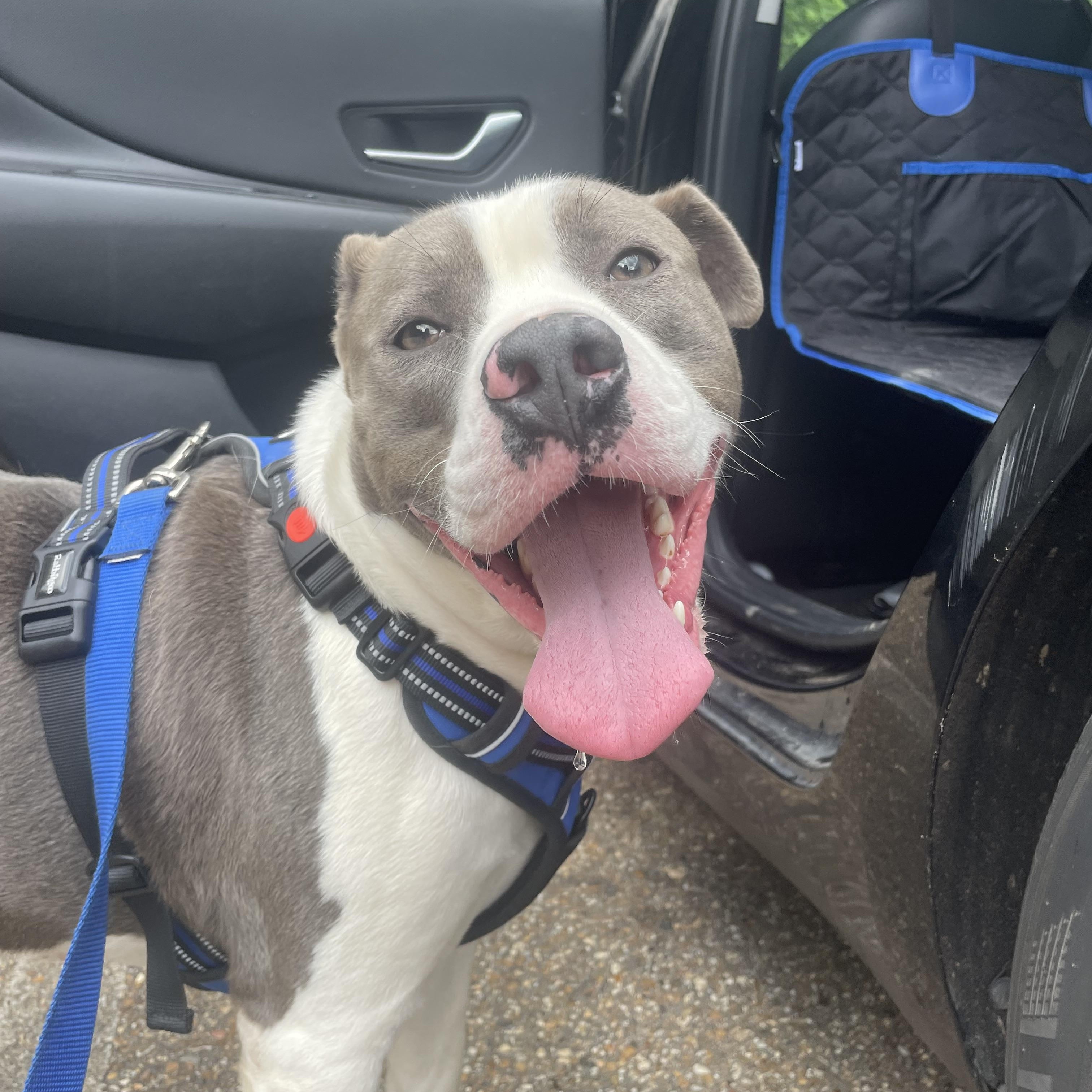 Enlarge Odin, a Adoptable Pit Bull Terrier in Ruston, LA image 5/6