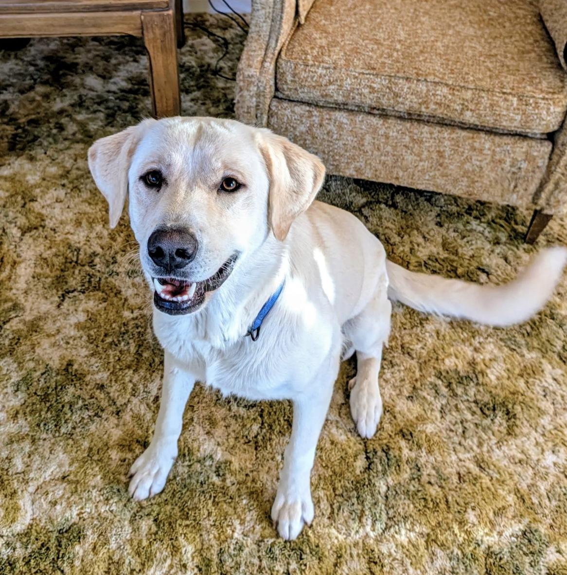 Enlarge Lady, a Adoptable Labrador Retriever in Williamsburg, NM image 1/3