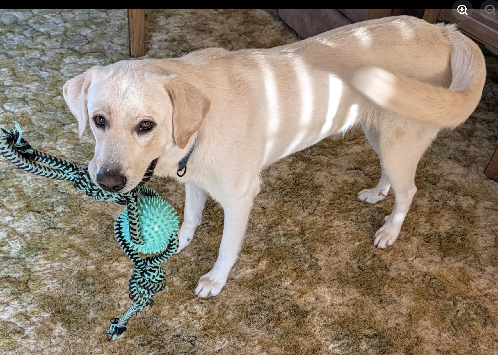 Enlarge Lady, a Adoptable Labrador Retriever in Williamsburg, NM image 2/3
