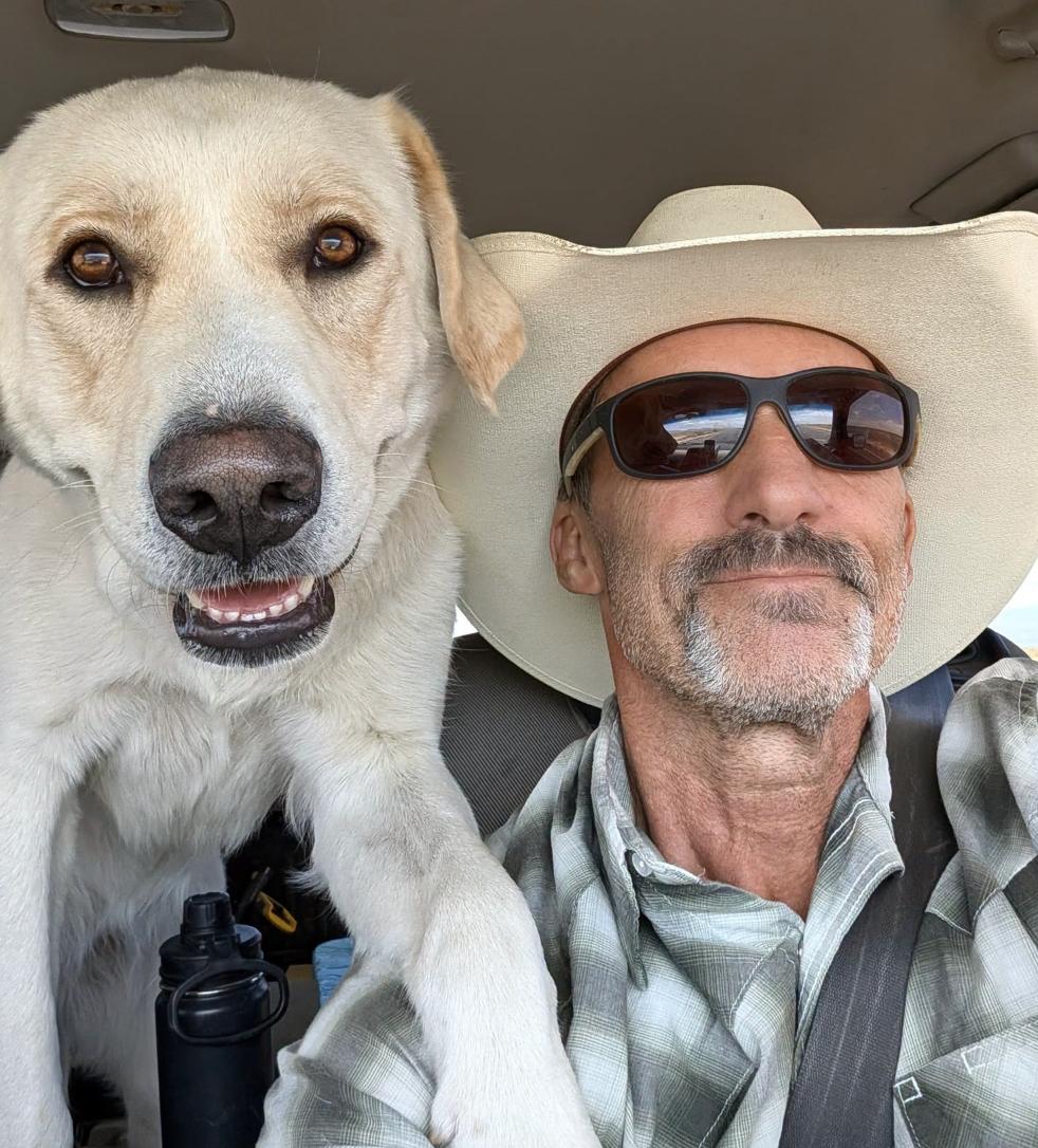Enlarge Lady, a Adoptable Labrador Retriever in Williamsburg, NM image 3/3