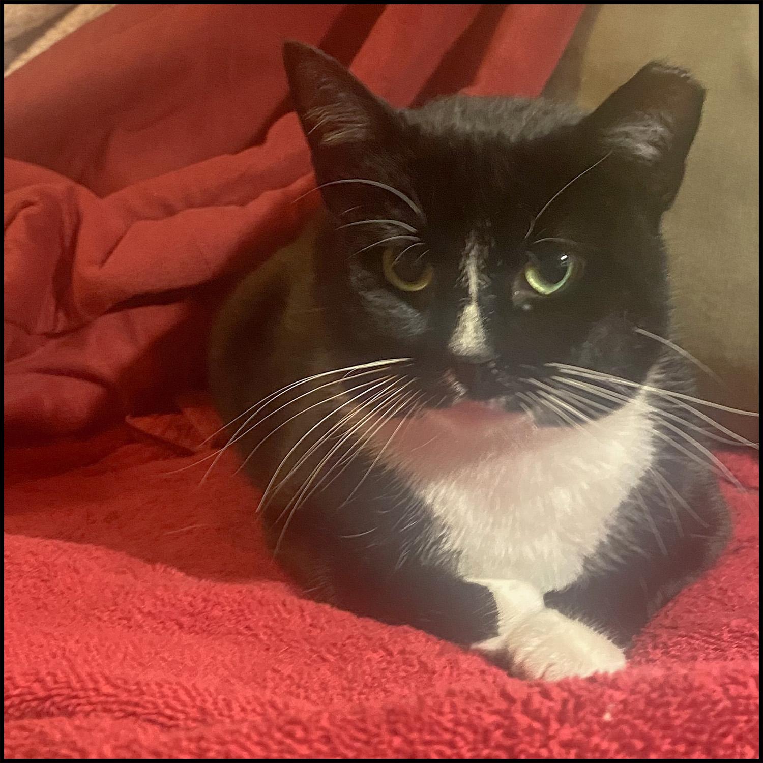 Enlarge Bailey, an adopted mixed breed in Roswell, GA image 2/4