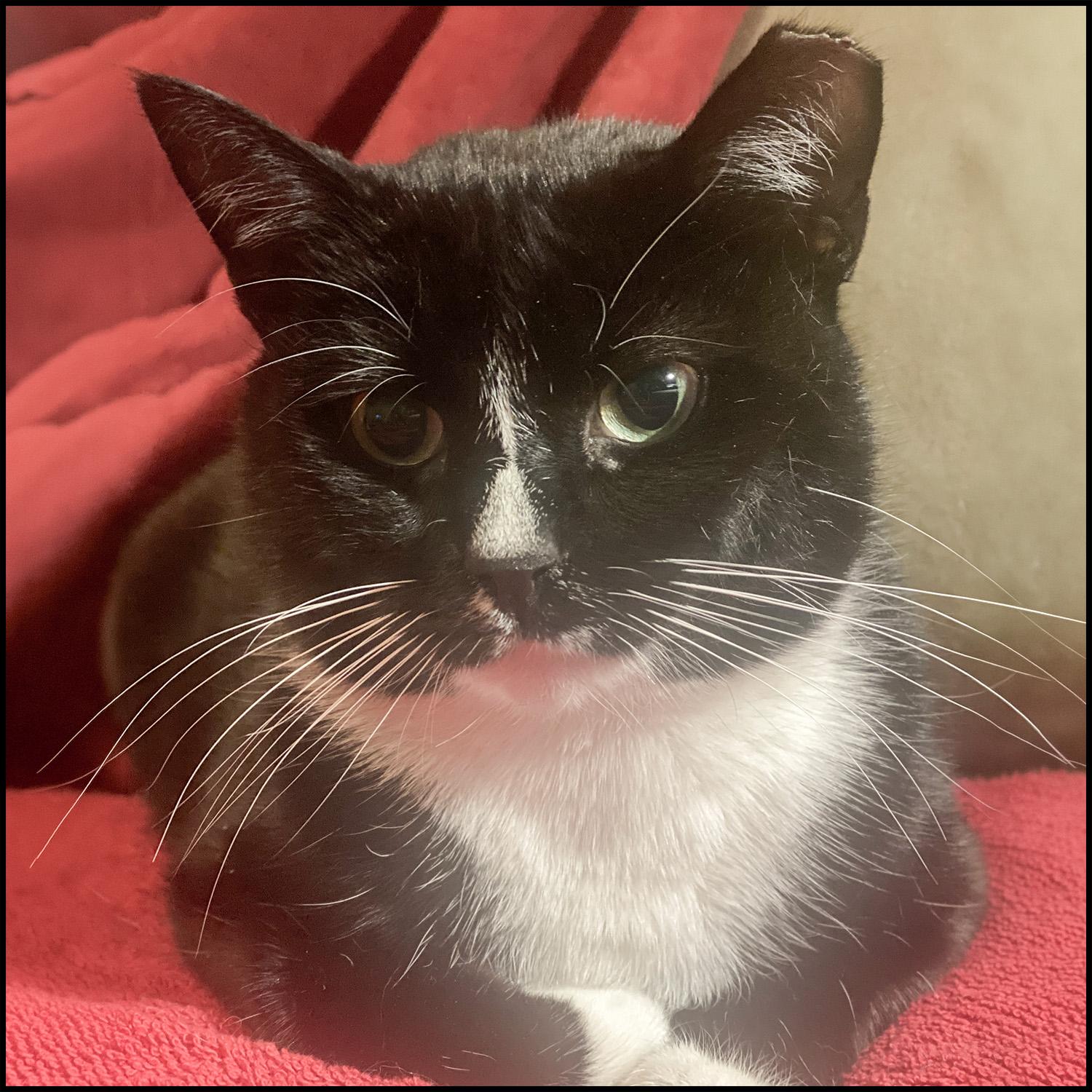 Bailey, adopted, Adult Male Domestic Short Hair.