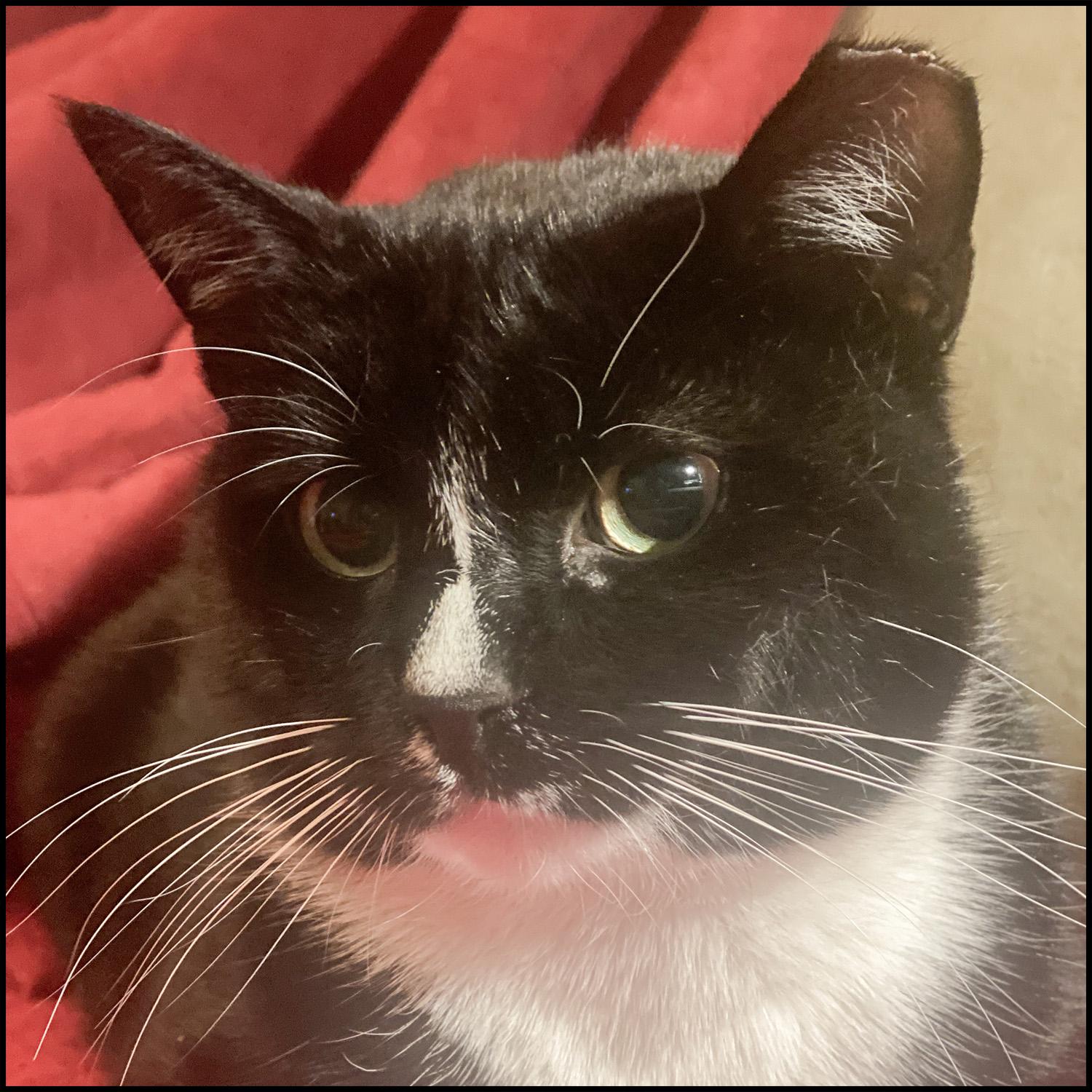 Enlarge Bailey, an adopted mixed breed in Roswell, GA image 3/4