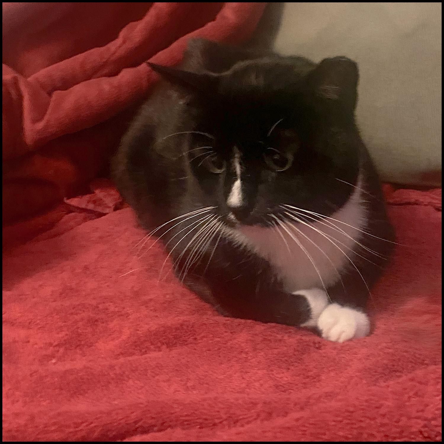 Enlarge Bailey, an adopted mixed breed in Roswell, GA image 4/4