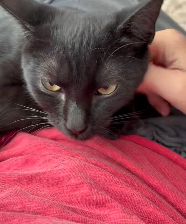 Enlarge Joy, a Adoptable Domestic Short Hair in Buffalo, NY video 2/2