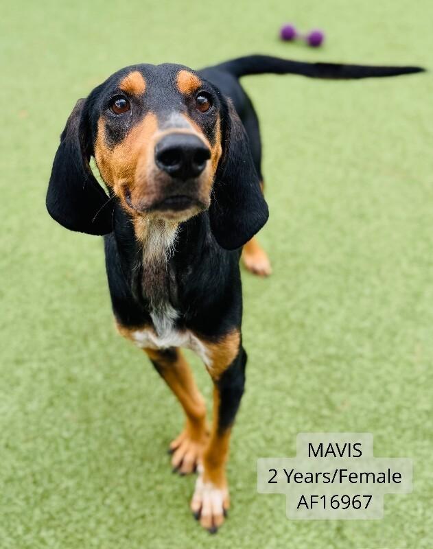 Mavis, Adoptable, Adult Female Foxhound.