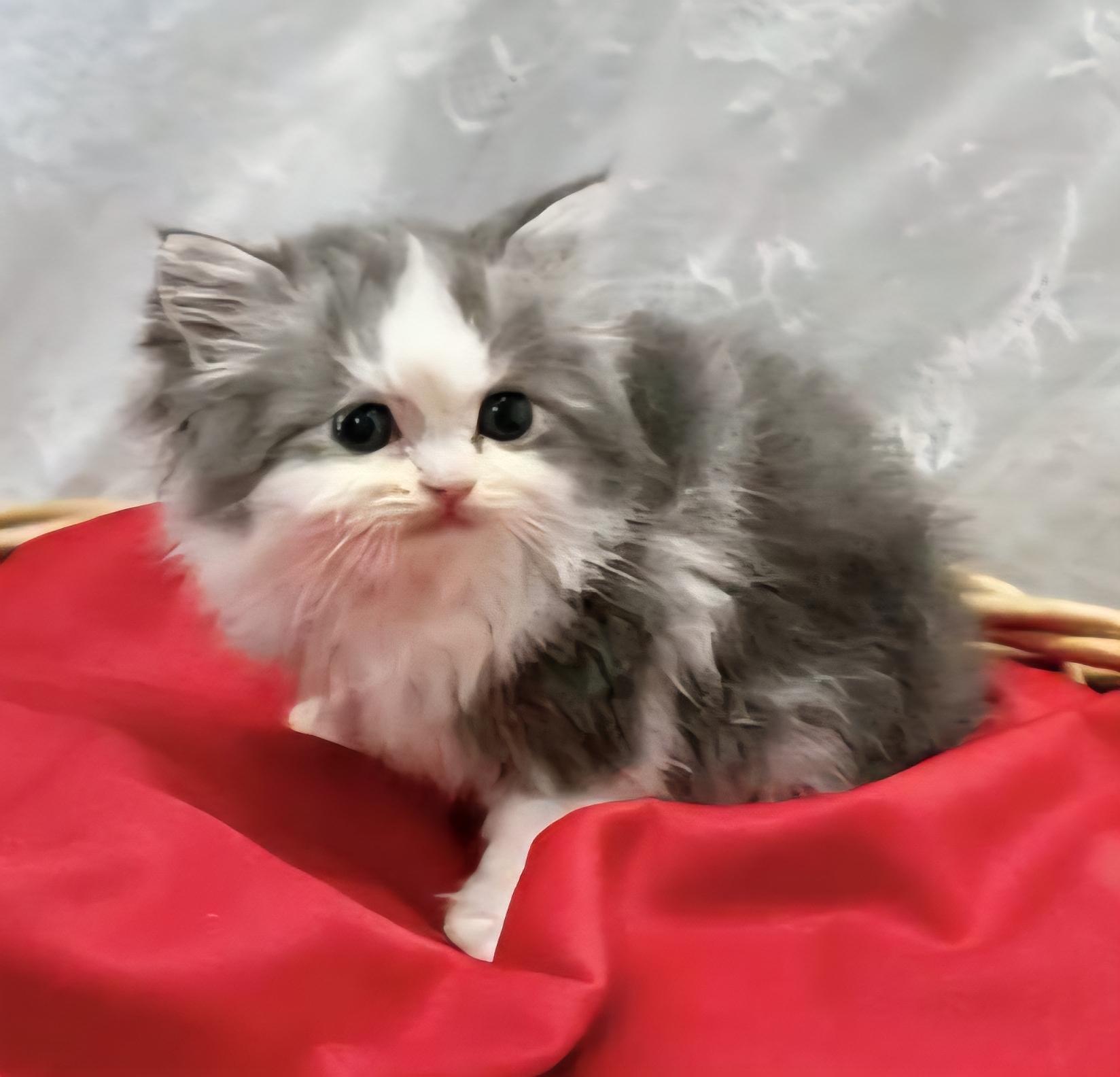 DOLL FACE PERSIAN ONE, an adoptable Persian, Munchkin in Cincinnati, OH, 45238 | Photo Image 1
