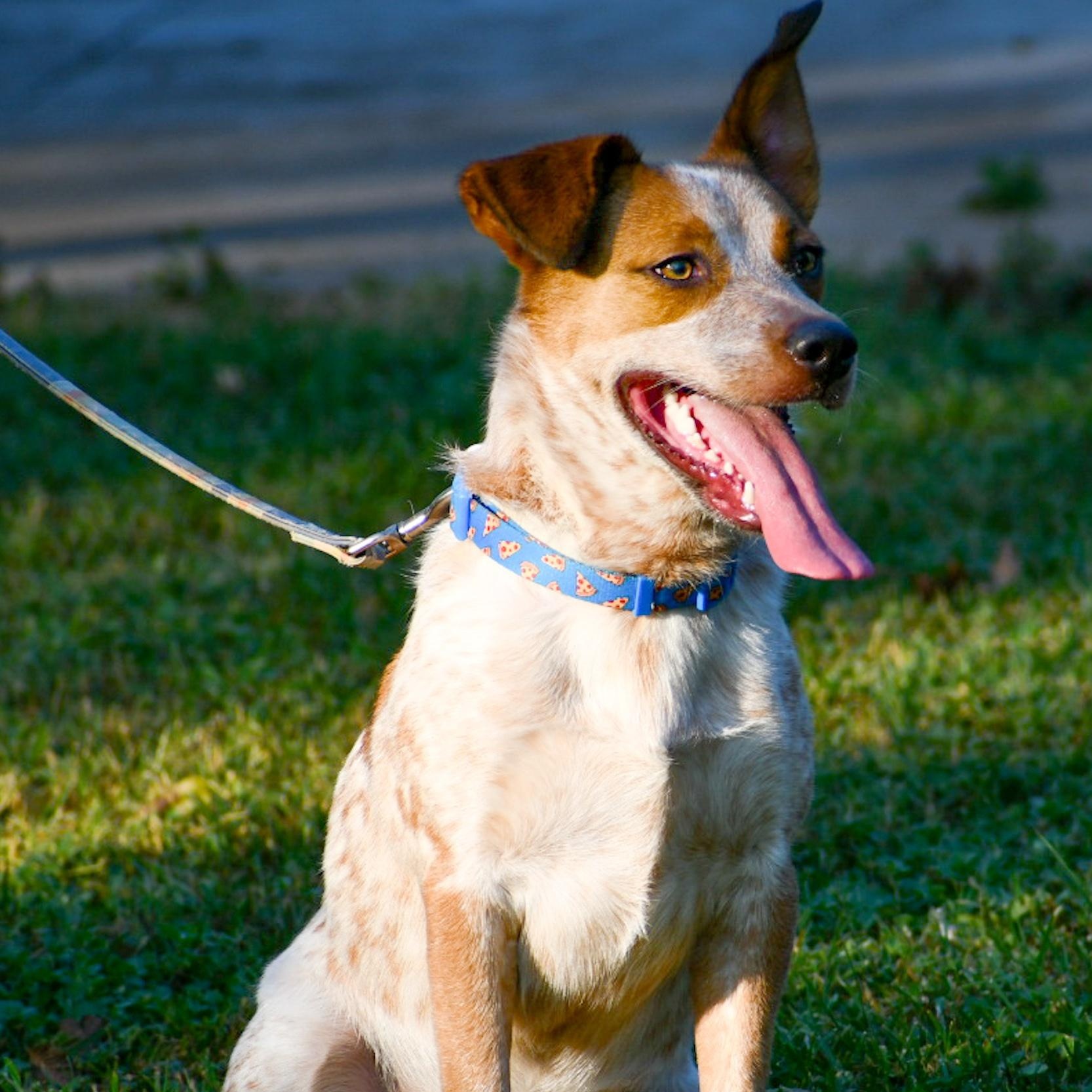 Enlarge TEX (Loyal, Loving, Active--Fostering in Wayne, NJ), a Adoptable mixed breed in South Burlington, VT image 1/6