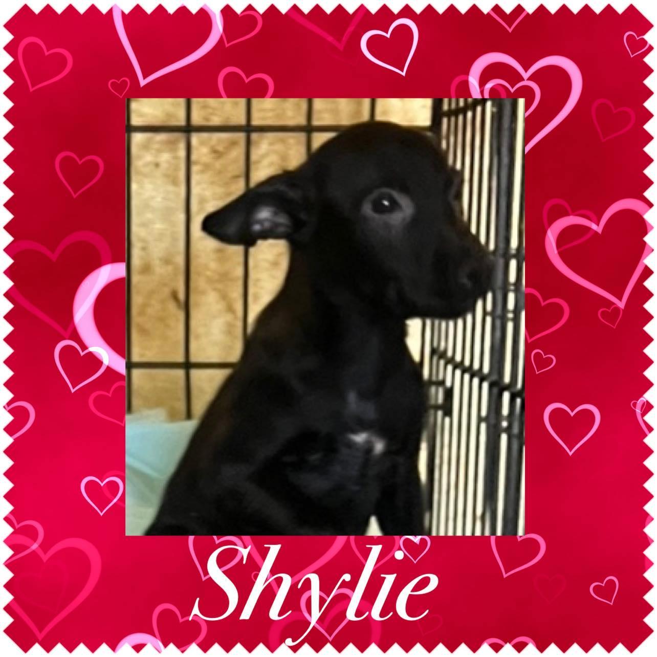 Shadow, Adopted, Adult Female Chihuahua.