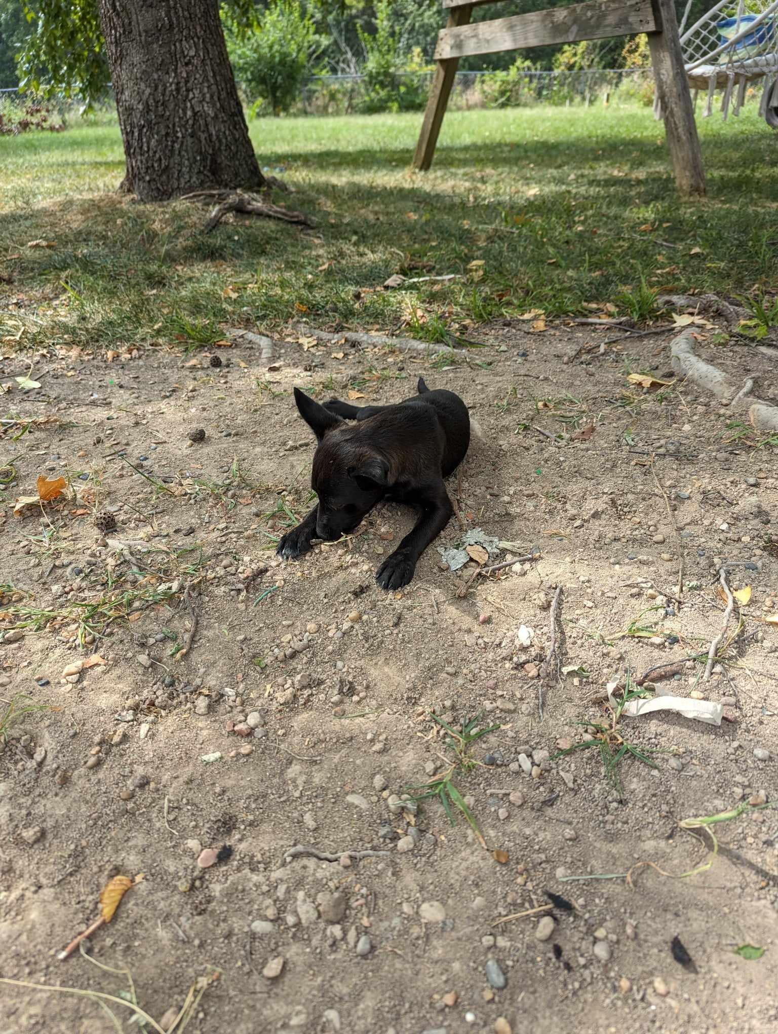Enlarge Shadow, a Adopted mixed breed in Columbia, MO image 3/6