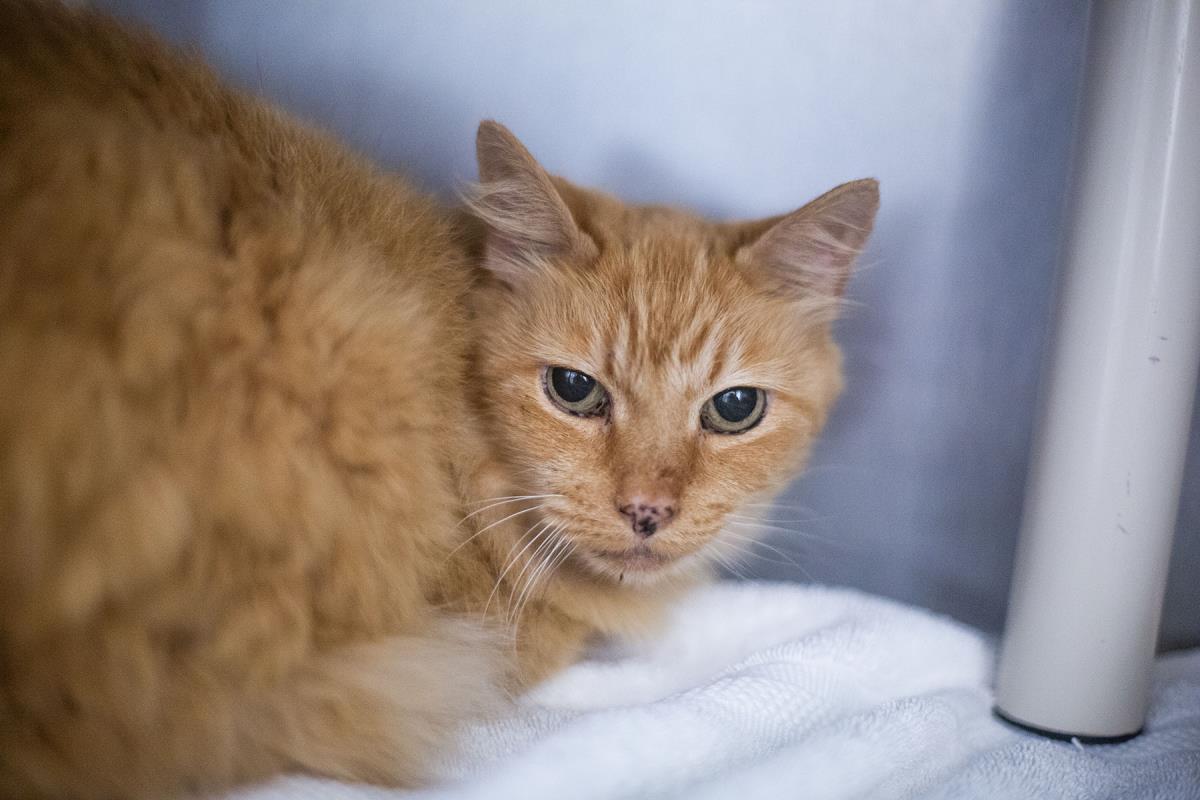Jessie, Adoptable, Adult Female Domestic Long Hair & Tabby.