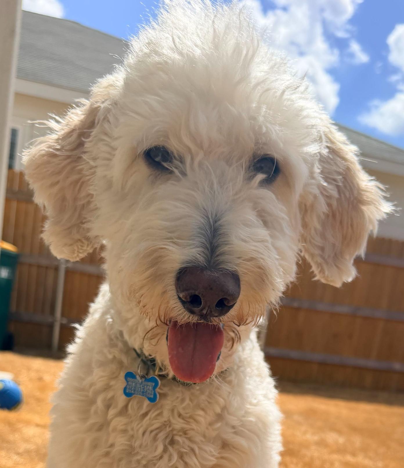 Enlarge Sunny, a Adopted Goldendoodle in Garland, TX image 4/5