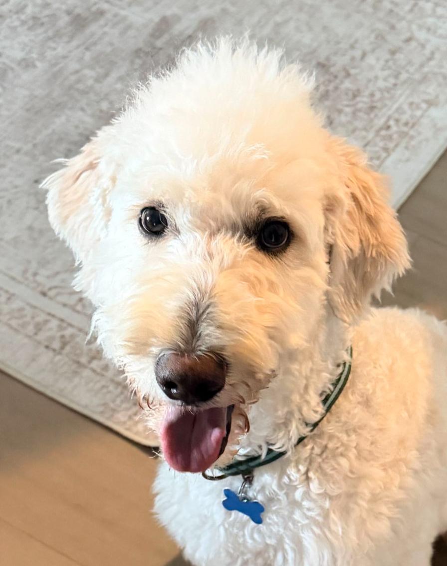 Enlarge Sunny, a Adopted Goldendoodle in Garland, TX image 2/5