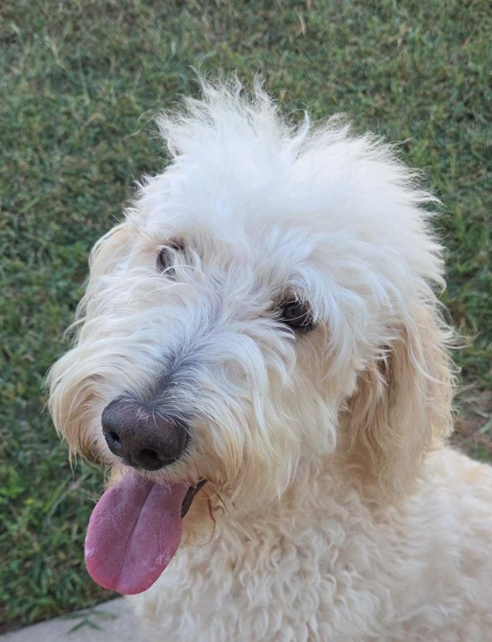 Enlarge Sunny, a Adopted Goldendoodle in Garland, TX image 3/5