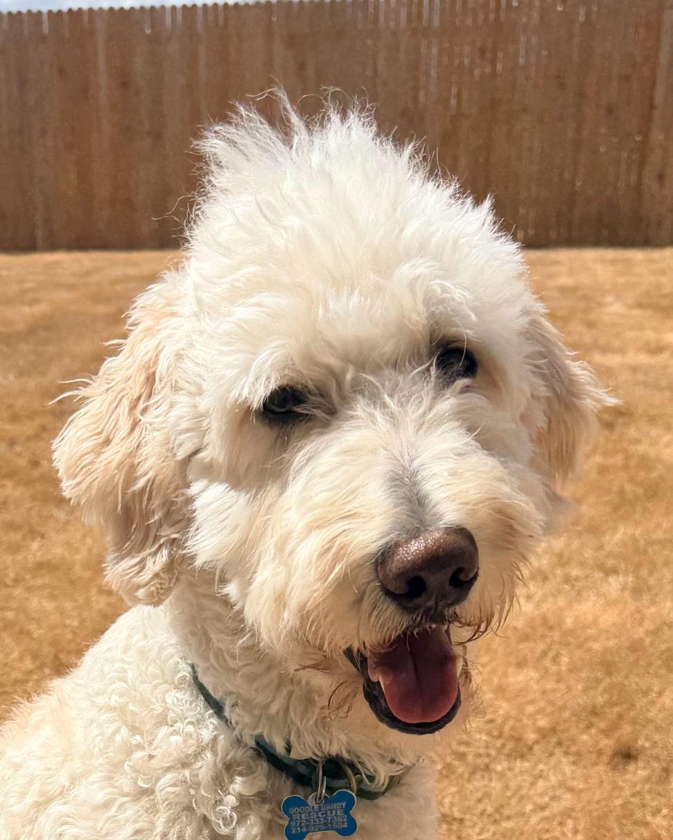 Sunny, Adopted, Adult Male Goldendoodle.