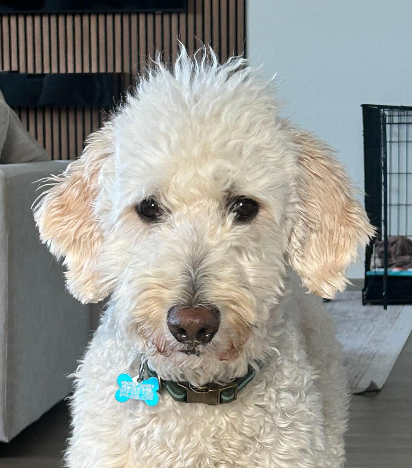 Enlarge Sunny, a Adopted Goldendoodle in Garland, TX image 5/5