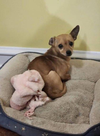 Huck, Adoptable, Adult Male Chihuahua.