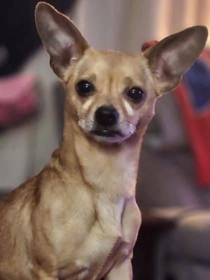 Enlarge Huck, a Adoptable Chihuahua in Malvern, PA image 2/3