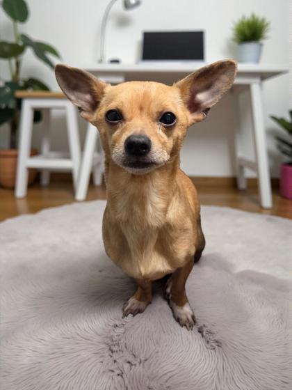 Enlarge Huck, a Adoptable Chihuahua in Malvern, PA image 3/3
