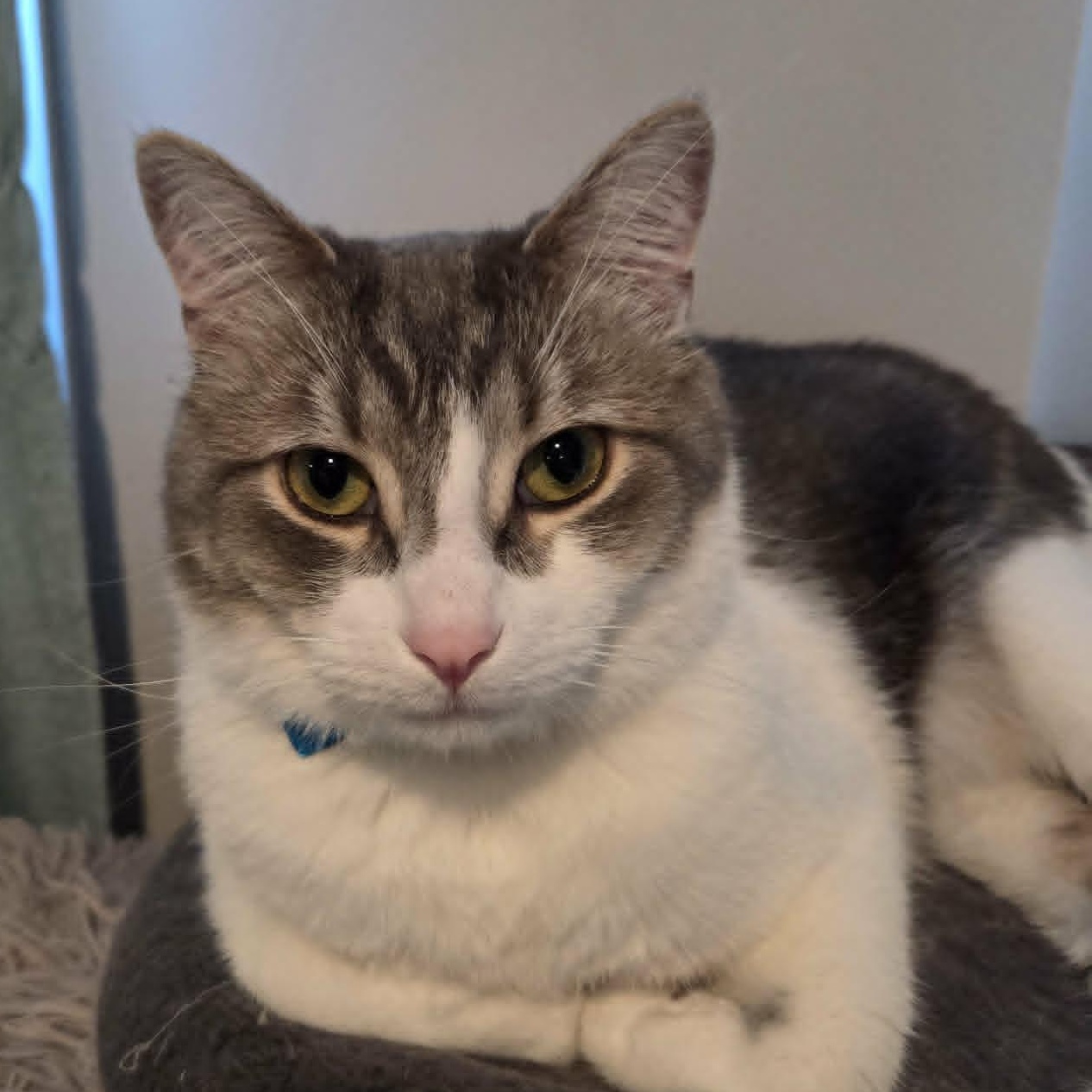Grizou, a ADOPTABLE Domestic Short Hair in Wakefield, QC image 3/5