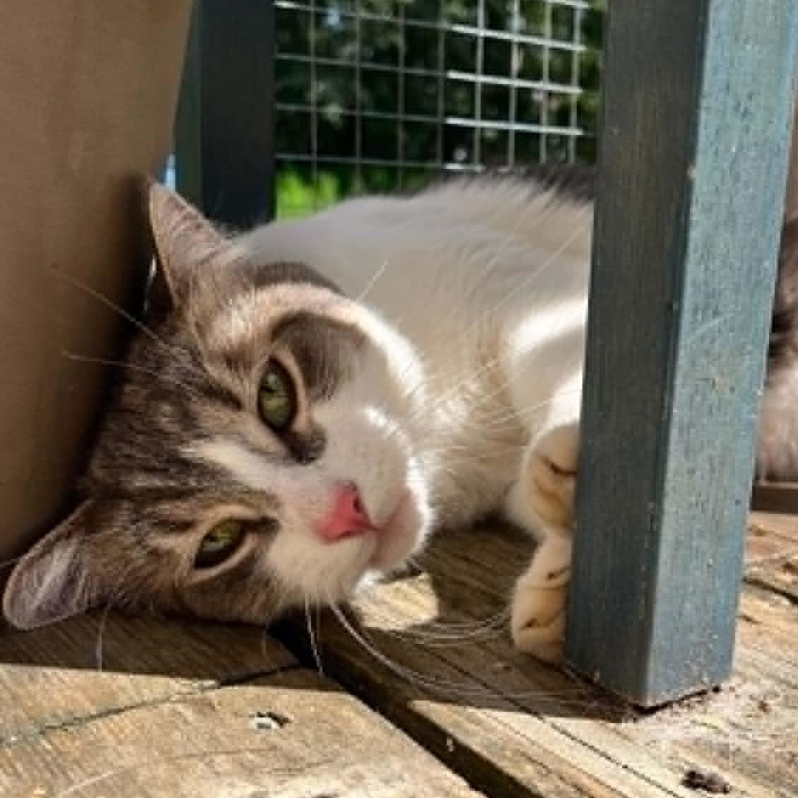 Grizou, a ADOPTABLE Domestic Short Hair in Wakefield, QC image 1/5