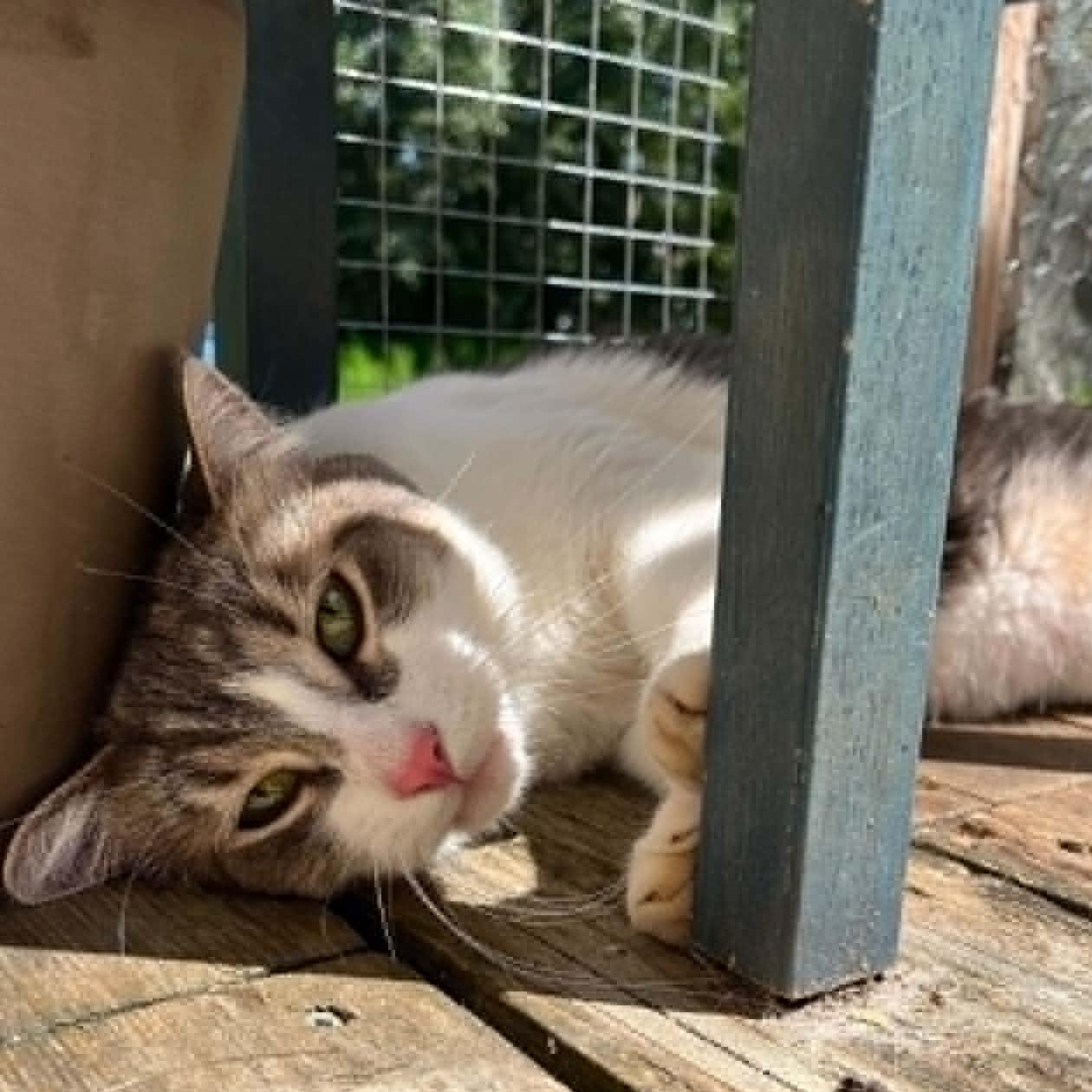Grizou, a ADOPTABLE Domestic Short Hair in Wakefield, QC image 1/5