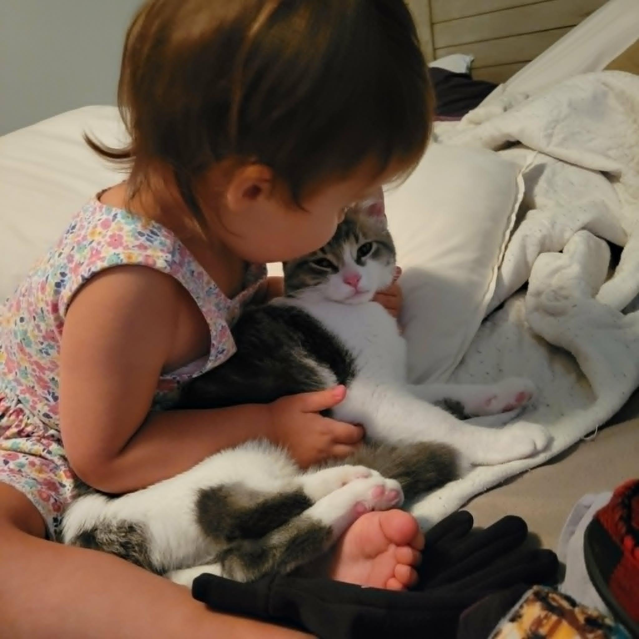 Grizou, a ADOPTABLE Domestic Short Hair in Wakefield, QC image 5/5