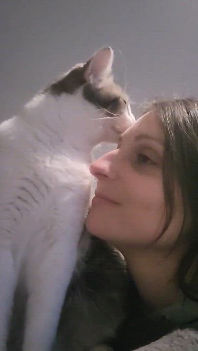 Enlarge Grizou, a ADOPTABLE Domestic Short Hair in Wakefield, QC video 4/5