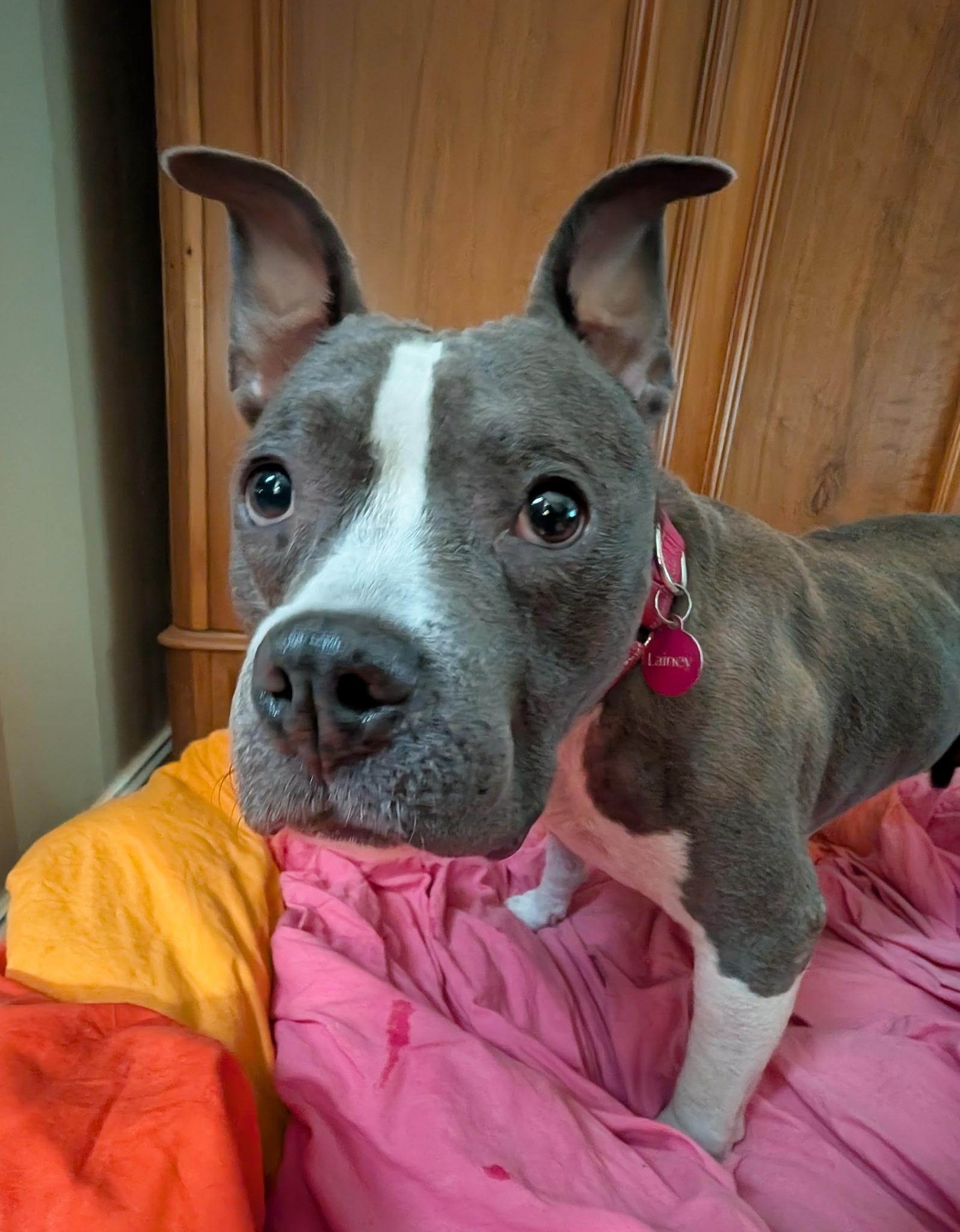Lainey , ADOPTABLE, Adult Female Pit Bull Terrier.