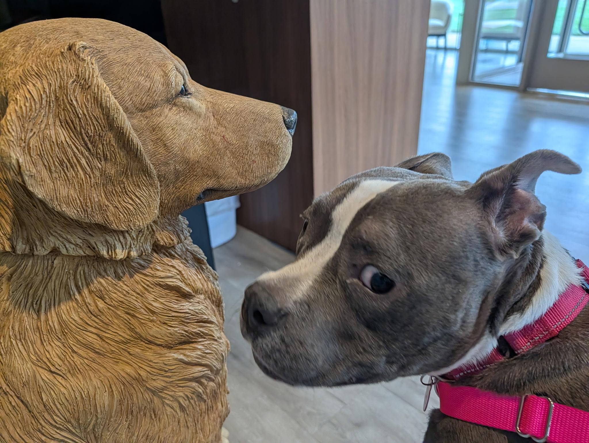 Enlarge Lainey , a ADOPTABLE mixed breed in Charlotte, NC image 2/4