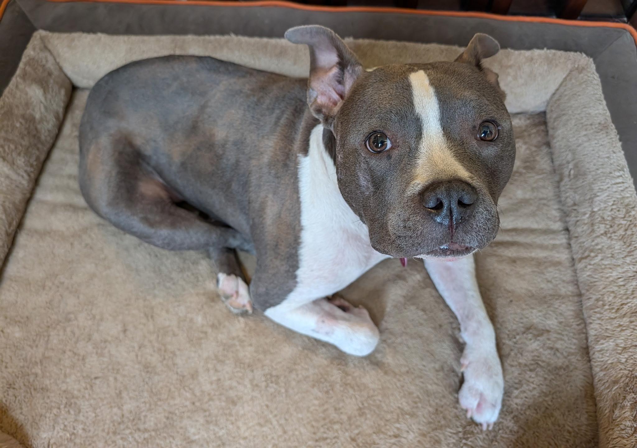 Enlarge Lainey , a ADOPTABLE mixed breed in Charlotte, NC image 3/4