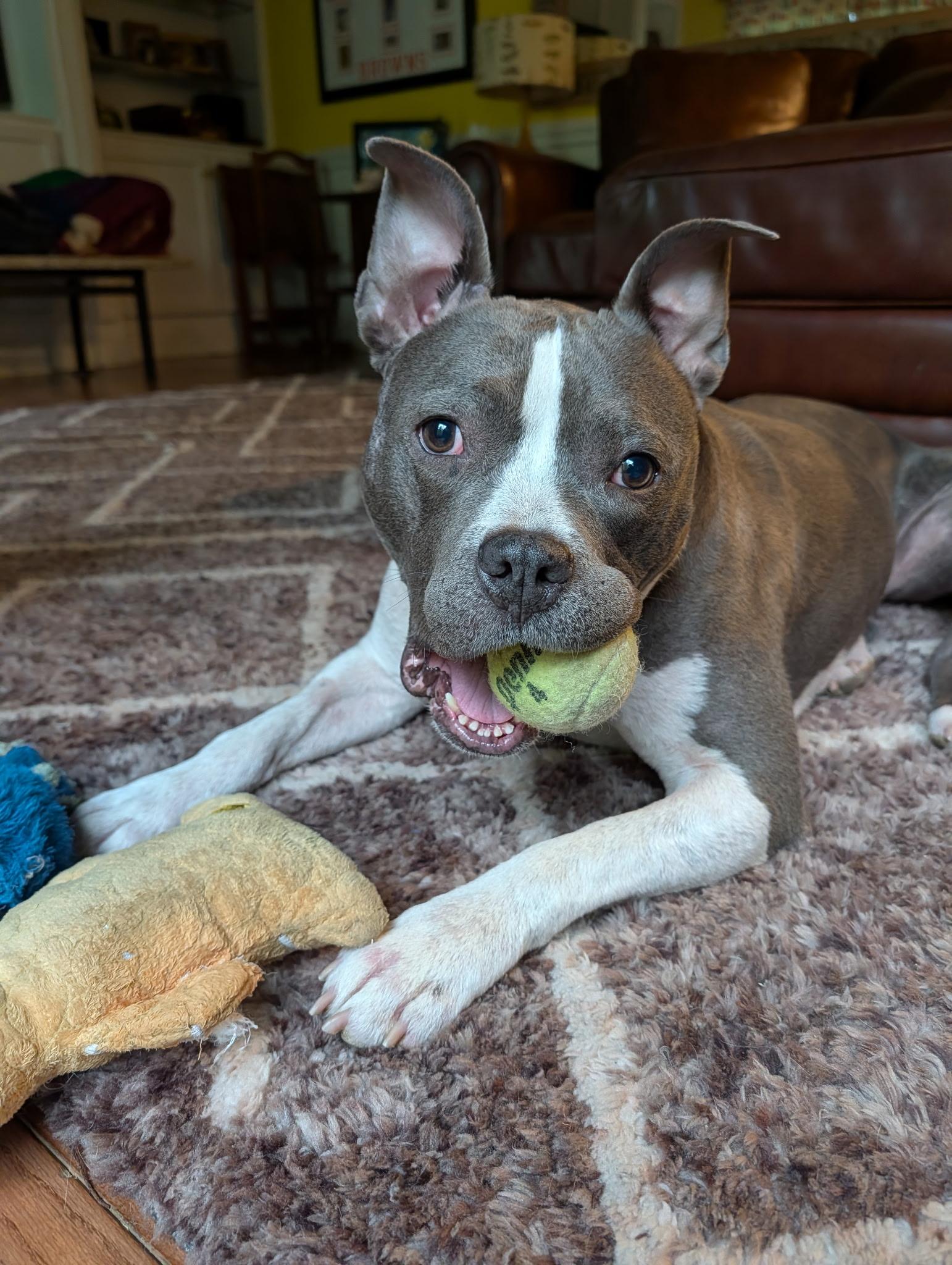 Enlarge Lainey , a ADOPTABLE mixed breed in Charlotte, NC image 4/4