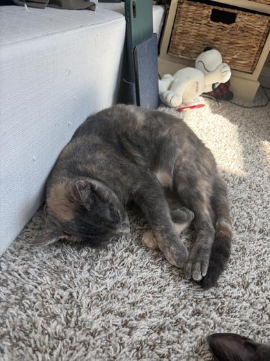 Splotch — thumbnail 6