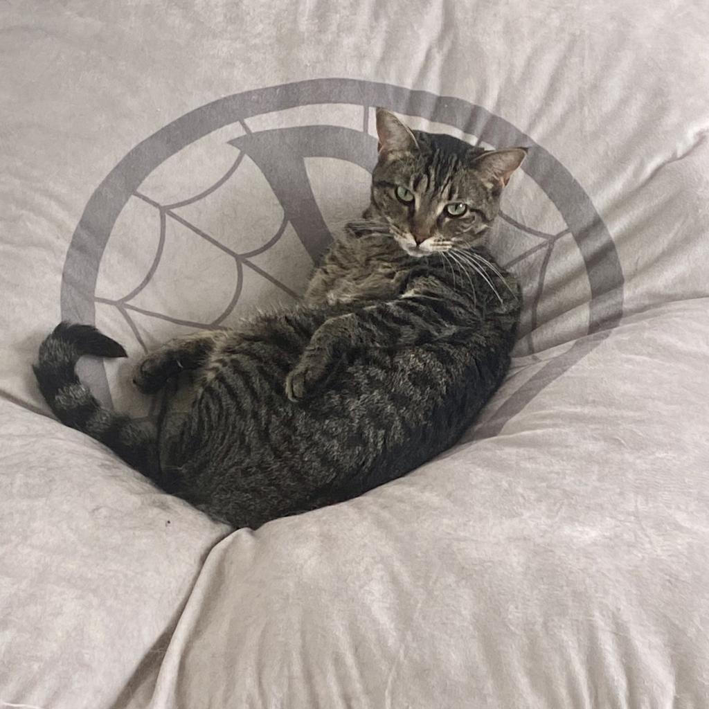 Gidget, Adoptable, Adult Female Domestic Short Hair.
