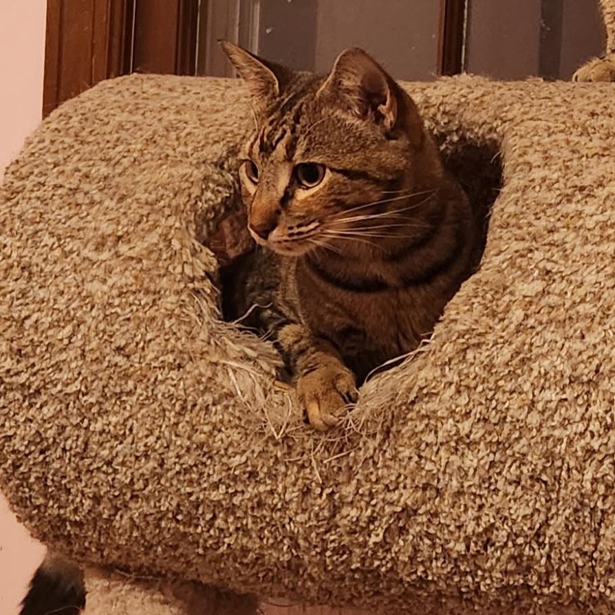 Scarlett, Adoptable, Adult Female Tabby & Domestic Short Hair.