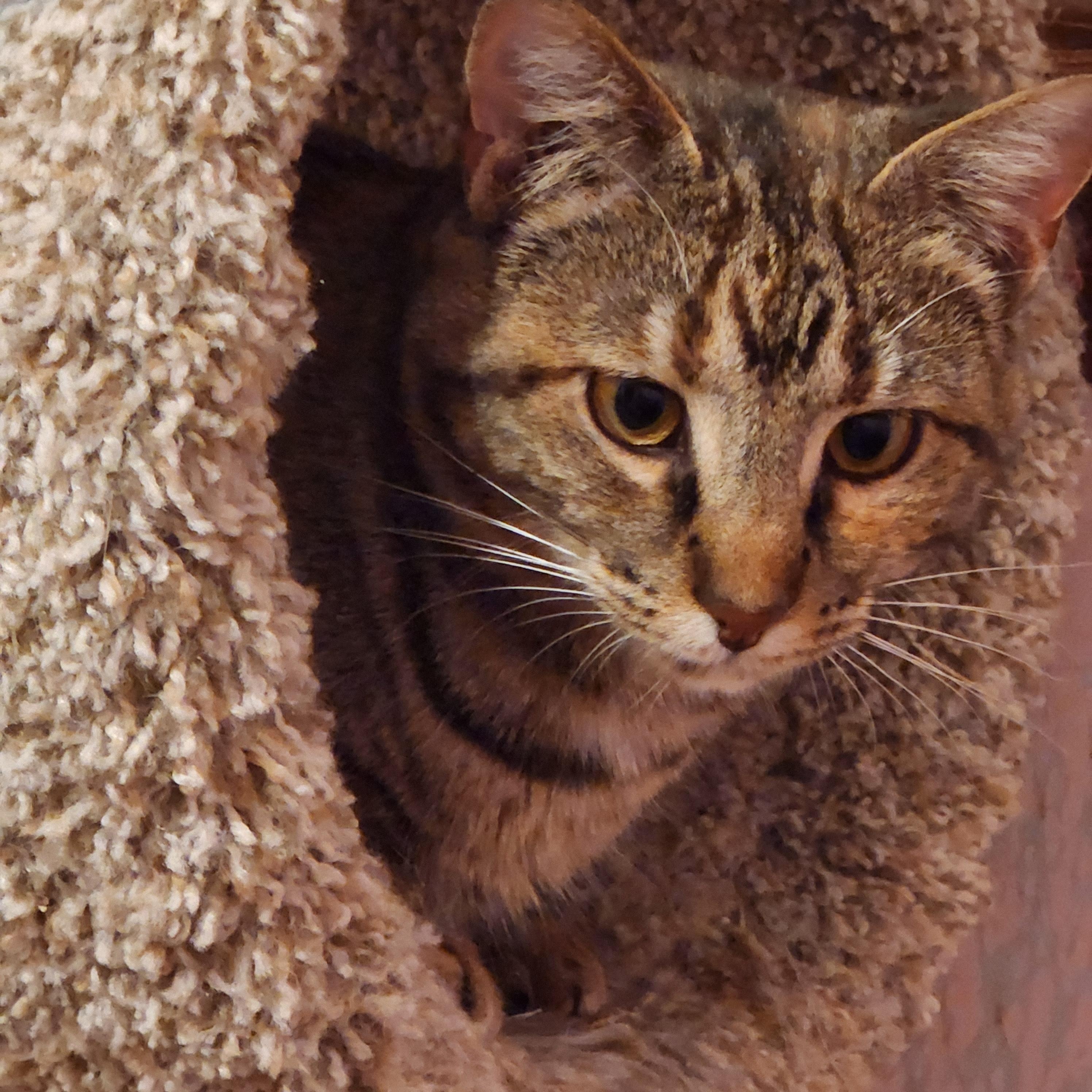 Enlarge Scarlett, a Adoptable mixed breed in Duluth, GA image 1/3