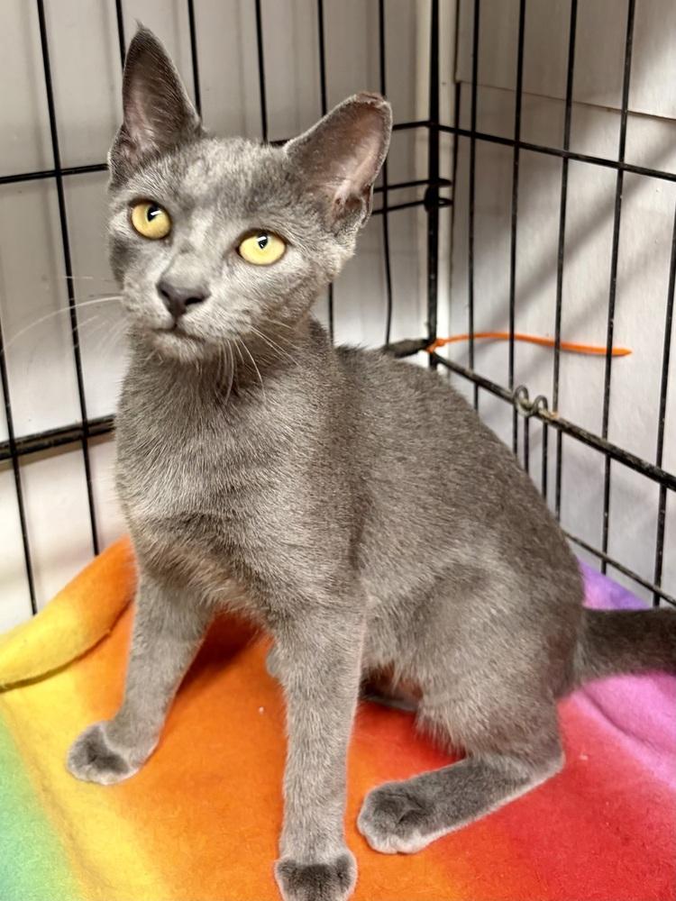 Velma, Adoptable, Kitten Female Domestic Short Hair.