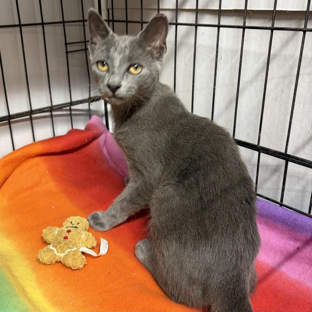 Enlarge Velma, a Adoptable Domestic Short Hair in Panama City Beach, FL image 2/2