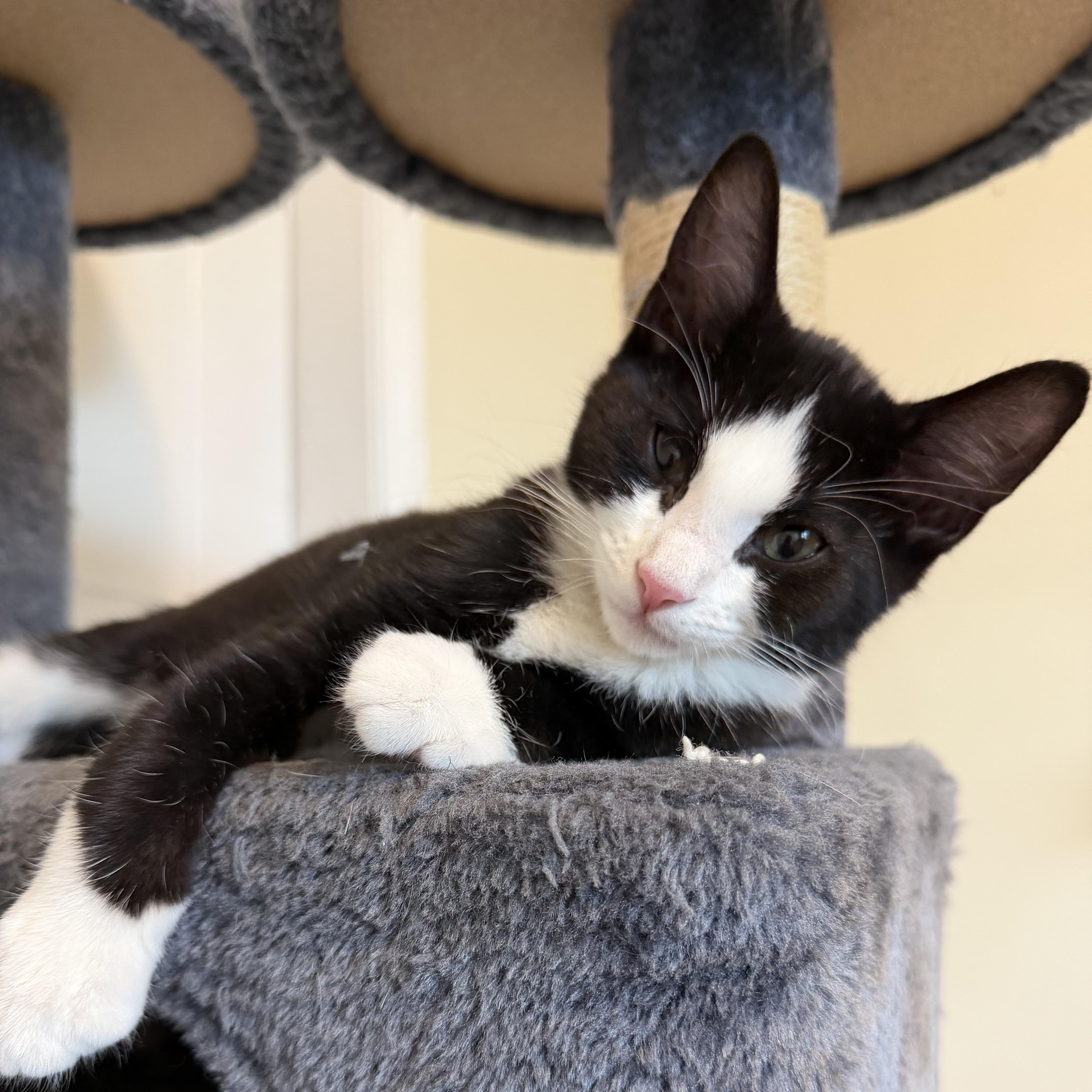 Enlarge Yuji, a Adoptable mixed breed in Midvale, UT image 6/6