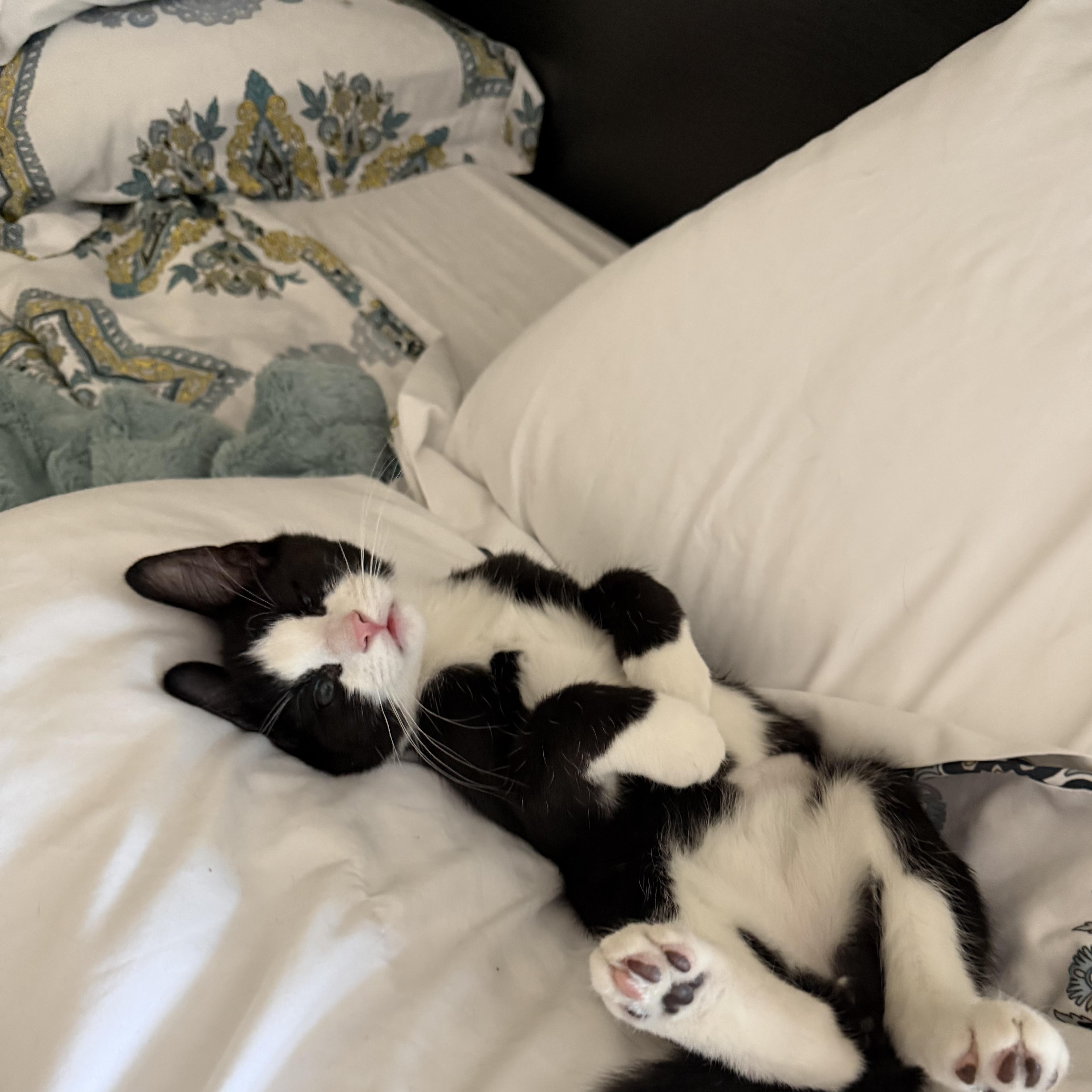 Yuji, Adoptable, Kitten Male Domestic Short Hair & Tuxedo.