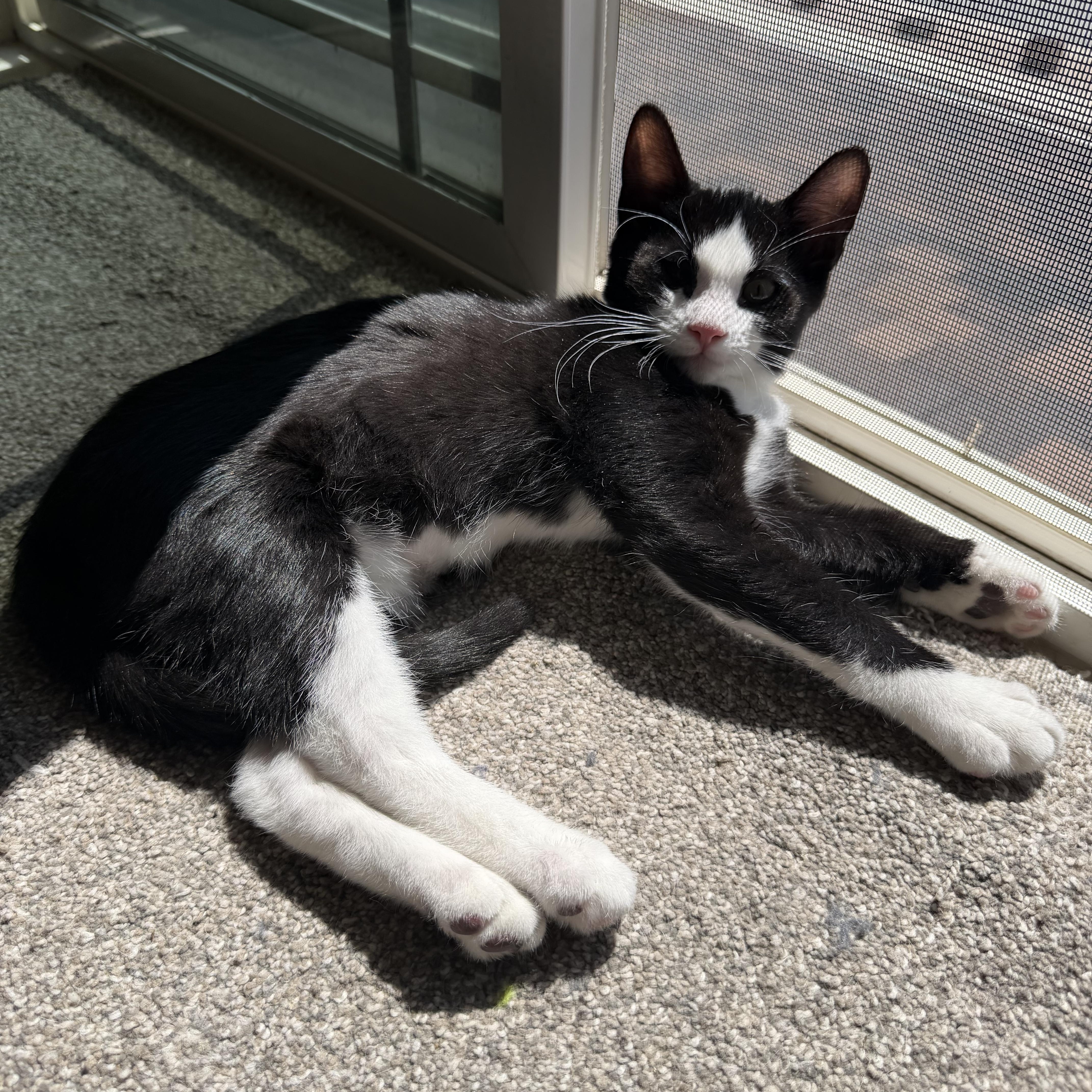 Enlarge Yuji, a Adoptable mixed breed in Midvale, UT image 5/6