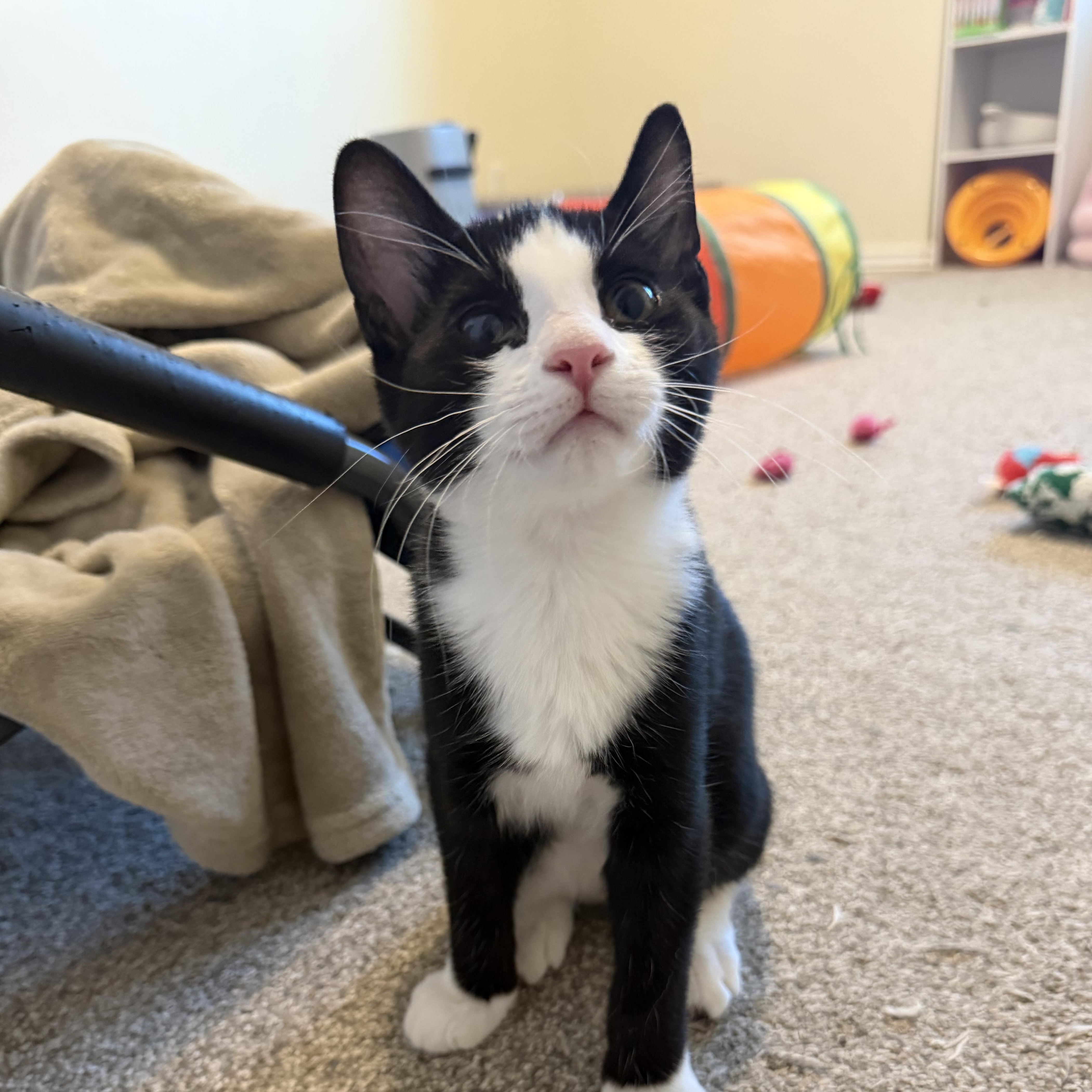 Enlarge Yuji, a Adoptable mixed breed in Midvale, UT image 4/6