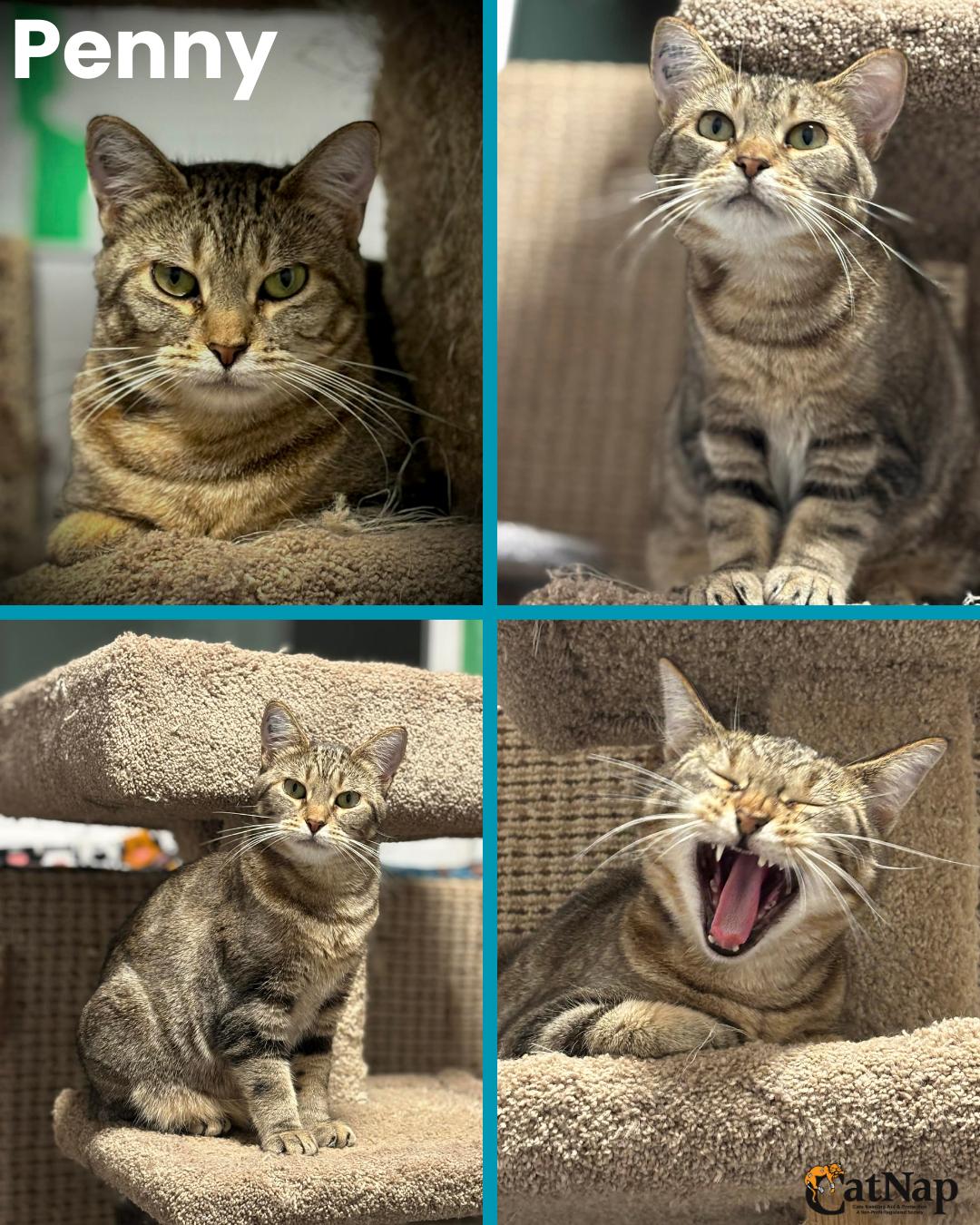 Penny, Adoptable, Young Female Domestic Short Hair & Tabby.