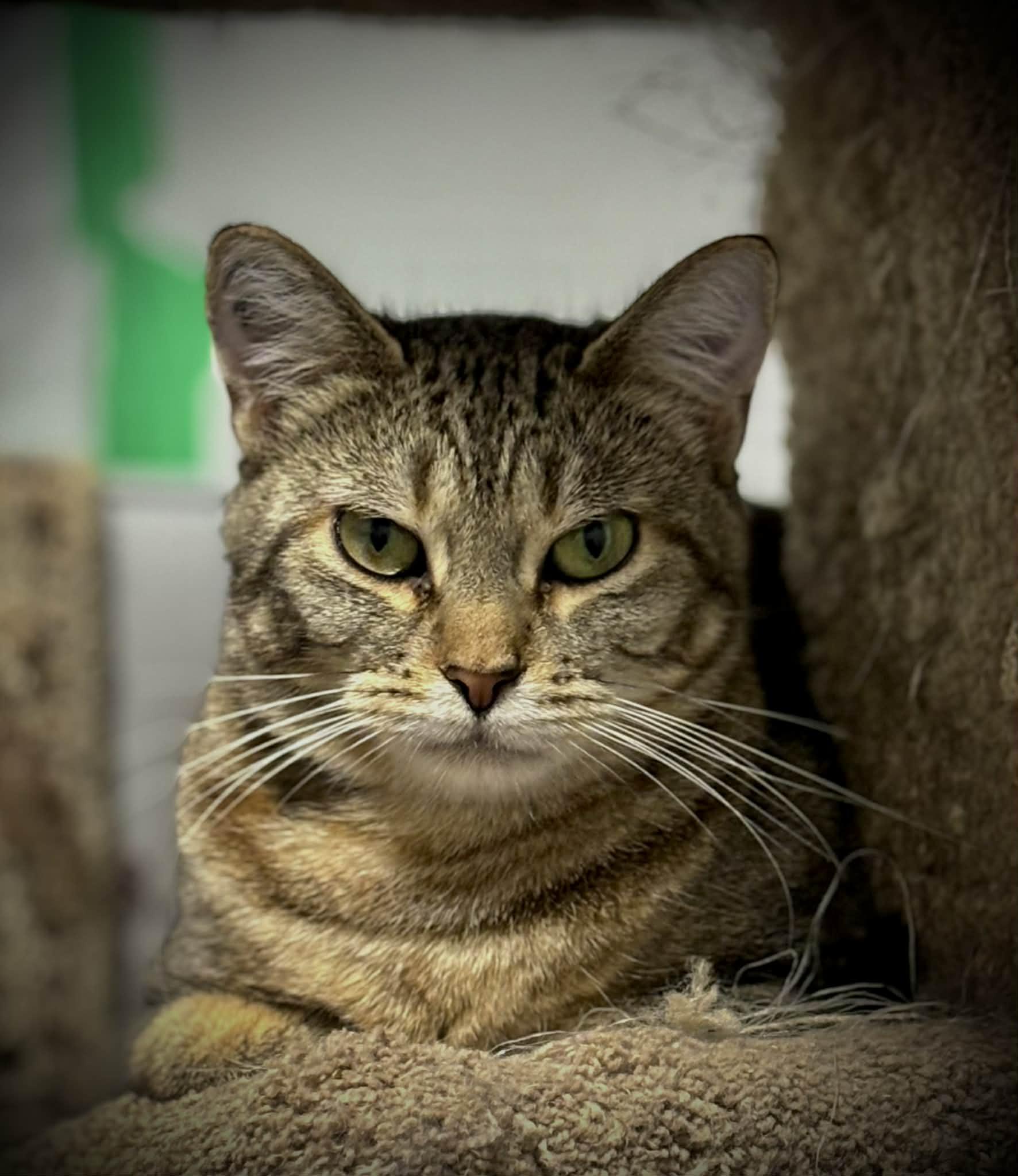 Penny, a Adoptable mixed breed in Nanaimo, BC image 2/6