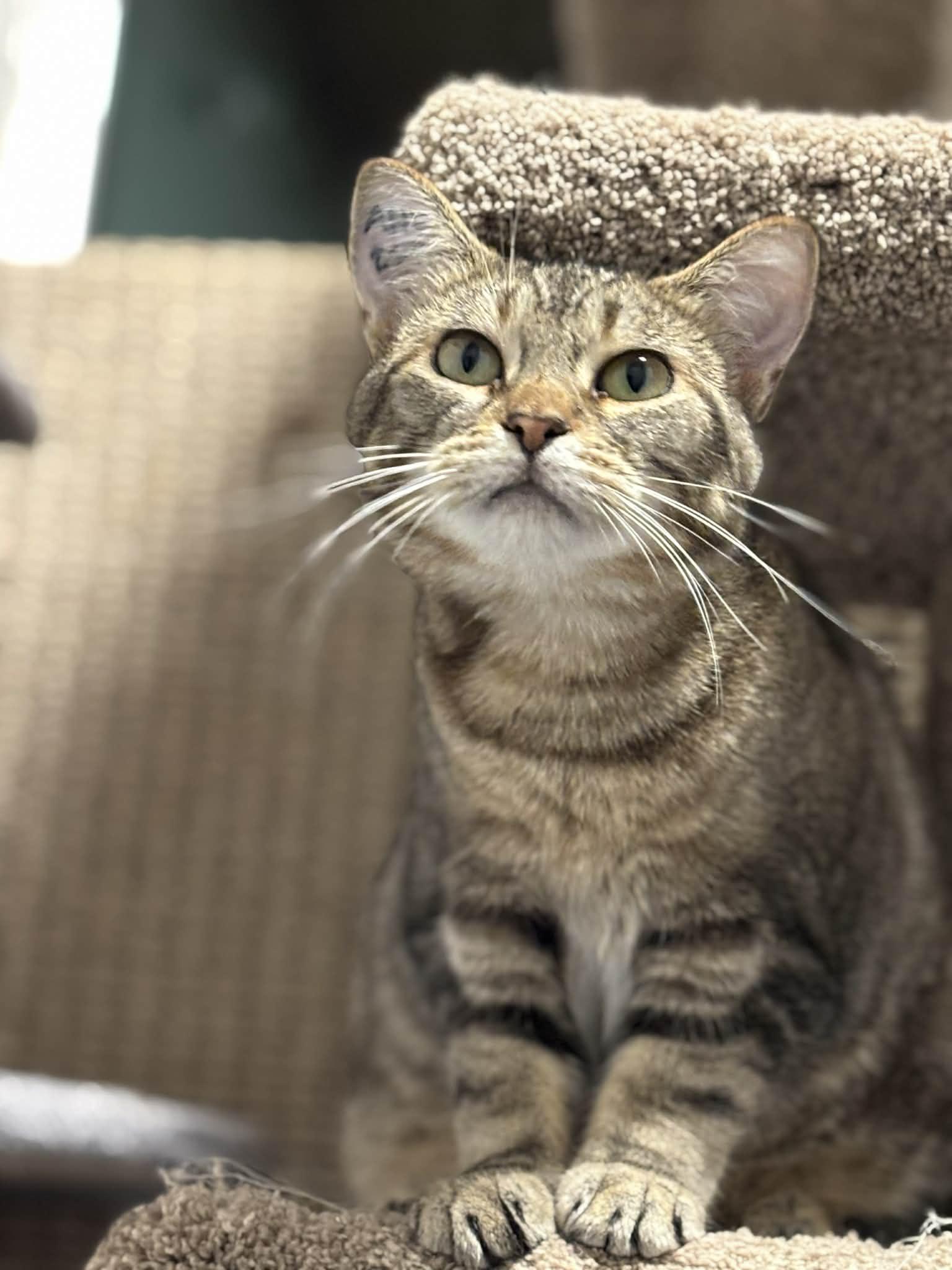 Penny, a Adoptable mixed breed in Nanaimo, BC image 3/6